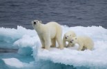 Científicos rusos llevan una semana encerrados por osos polares