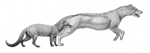 Perros extintos, Hesperocyon y Sunkahetanka. (Mauricio Antón-SINC)