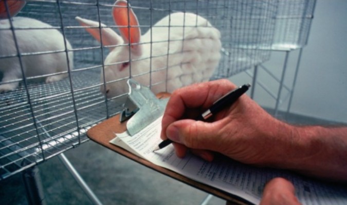 100 mil animales no recobraron la consciencia en experimentos en España