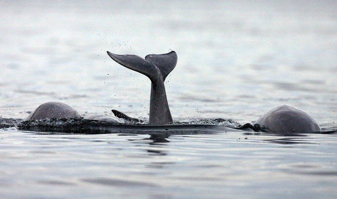 ¿Sabes por qué la ballena boreal puede vivir más de 200 años?