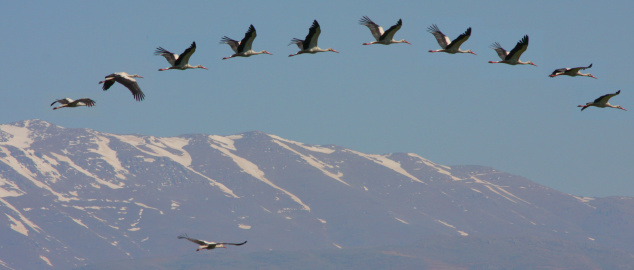 Aves migratorias: rumbo a todos los continentes