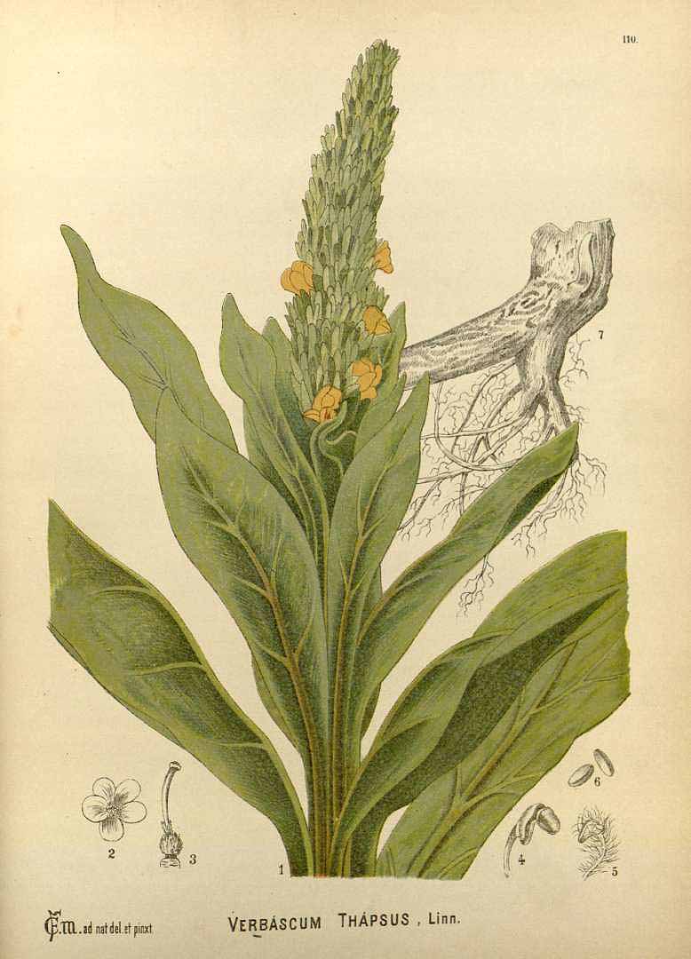 Gordolobo ilustración por el botánico estadounidense Charles Frederick Millspaugh , 1892 ( dominio público )