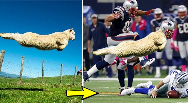 “Super oveja”con grandes habilidades de salto se vuelve viral - lagranepoca