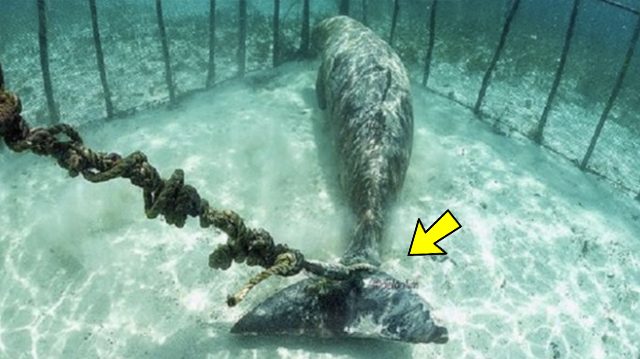 Estos extraños animales fueron encontrados en jaulas submarinas