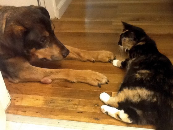 Ils ont grandi ensemble, mais quand son ami chien est décédé, elle a trouvé un moyen de le garder près d'elle 18