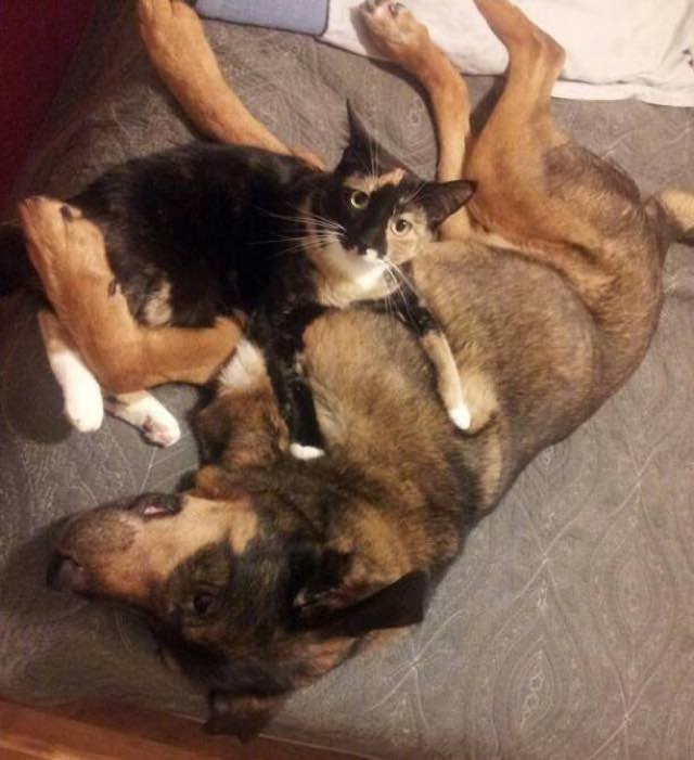 Ils ont grandi ensemble, mais quand son ami chien est décédé, elle a trouvé un moyen de le garder près d'elle 19