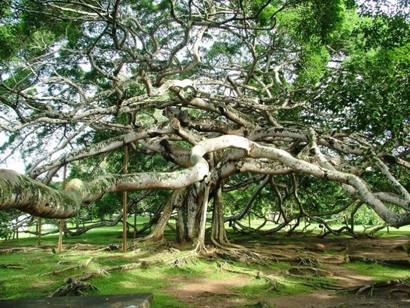 El insólito bosque formado por un solo árbol